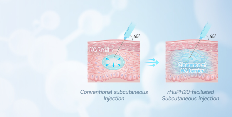 Hyaluronidase